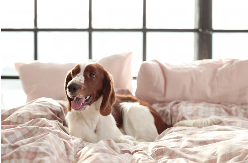 Choosing the Perfect Bed for Your Pet