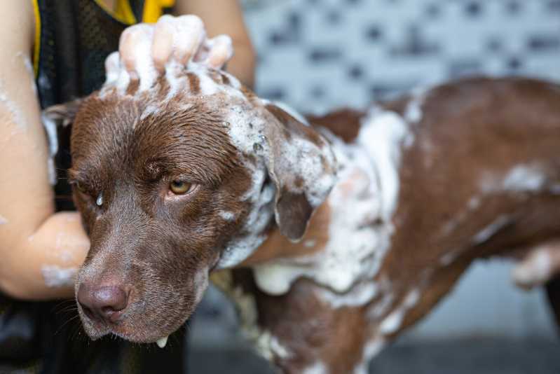Advantage Flea and Tick Shampoo - A Safe Solution for Pet Hygiene
