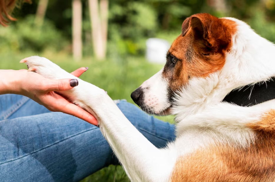 All About Anthelmintics: How to Protect Your Pet from Worms