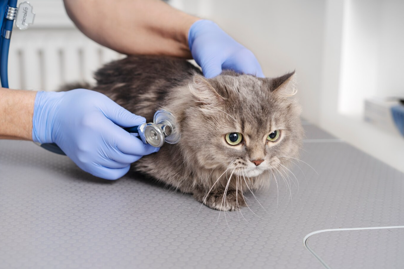 Advantage Cat Flea Treatment