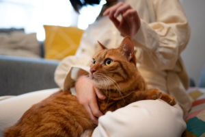 Advantage Flea Medicine for Cats - A Trusted Solution for Effective Flea Control
