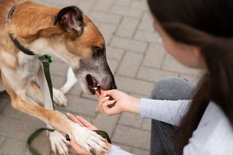 Advantage Flea Treatment for Dogs - Protecting Your Canine Companion