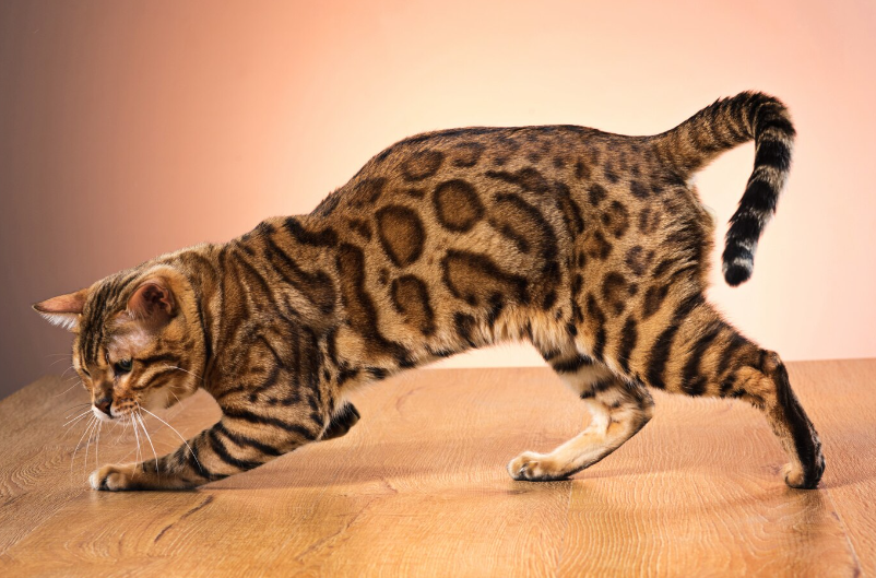 Bengal Cats - Hypoallergenic and Exotic Pet for Allergic Animal Lovers