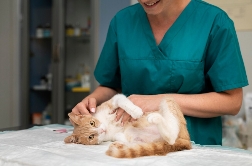 Cat Physical Therapy Techniques for Feline Rehabilitation