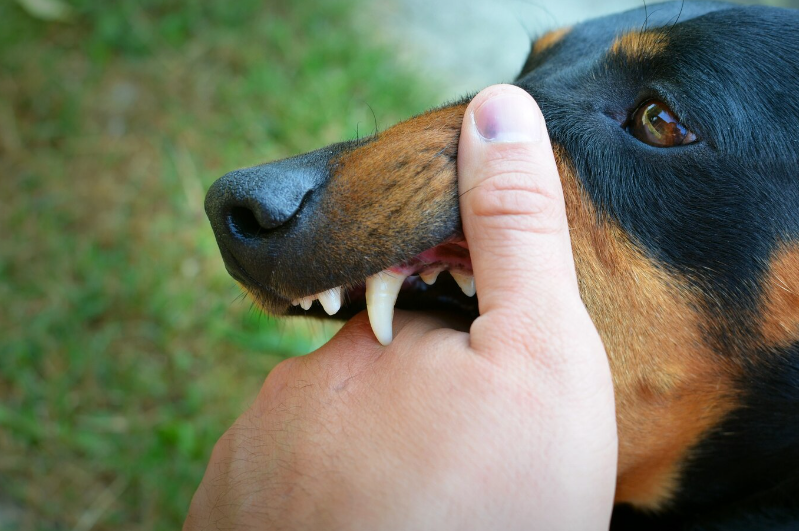 Identifying the Most Aggressive Dog Breeds