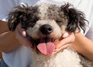 Portuguese Water Dog - A Hypoallergenic Companion for Allergy Sufferers