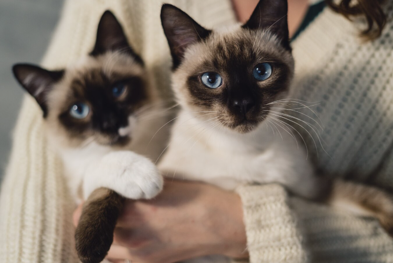 Siamese Cats Hypoallergenic