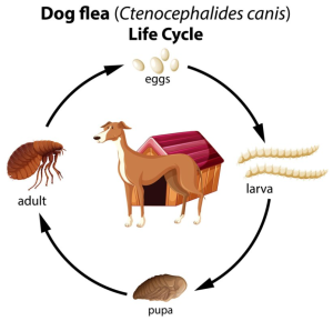 Does Capstar Effectively Eliminate Flea Eggs