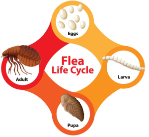 Tick vs Flea Understanding the Differences in Pet Parasites