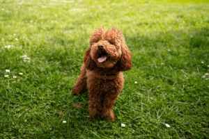 Adorable and Intelligent Brown Poodle Puppy Meet the Chocolate Poodle