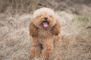 Alsatian Cross Poodle - The Best of Both Worlds in a Designer Dog