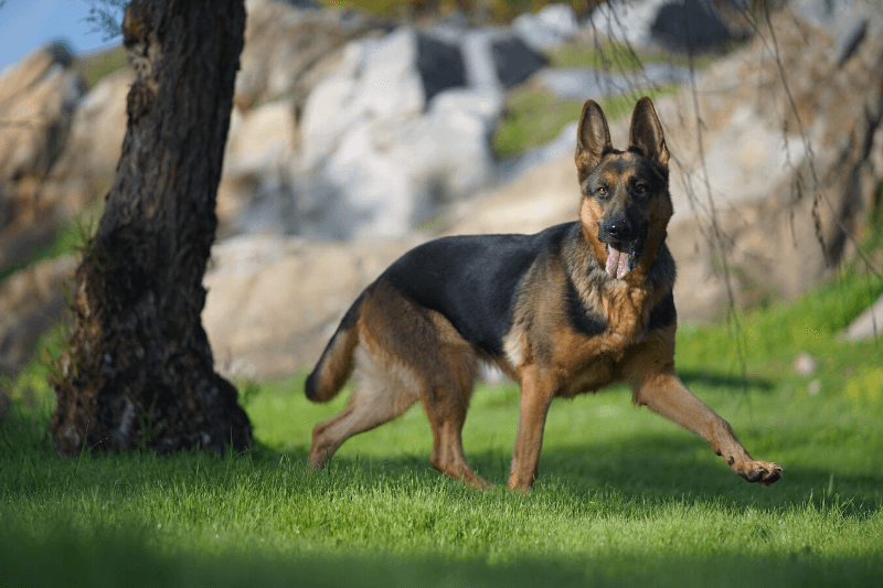 Alsatian Short Hair Exploring the Short-Coated German Shepherd