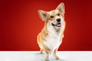 American Corgi - A Fusion of American Innovation and Welsh Tradition