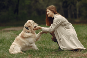 American Golden Retriever - Friend and Loyal Companion for Life