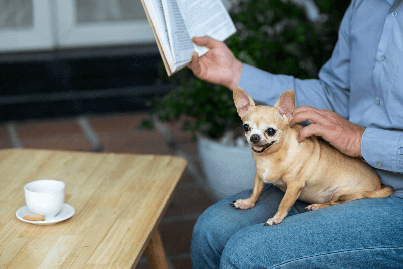 Are Chihuahuas Smart? Uncovering the Intelligence of This Tiny Breed