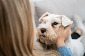 The Truth About Maltese and Allergies - Debunking the Myth of Maltese Hypoallergenic