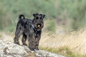 Australian Mountain Dog - Discovering the Versatile and Hardy Breed