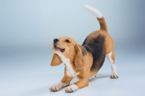 Beagle Life Expectancy - Discover How Long Beagles Can Live