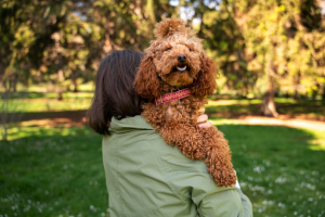 Big Poodle Dog - Exploring the World of Large Poodles