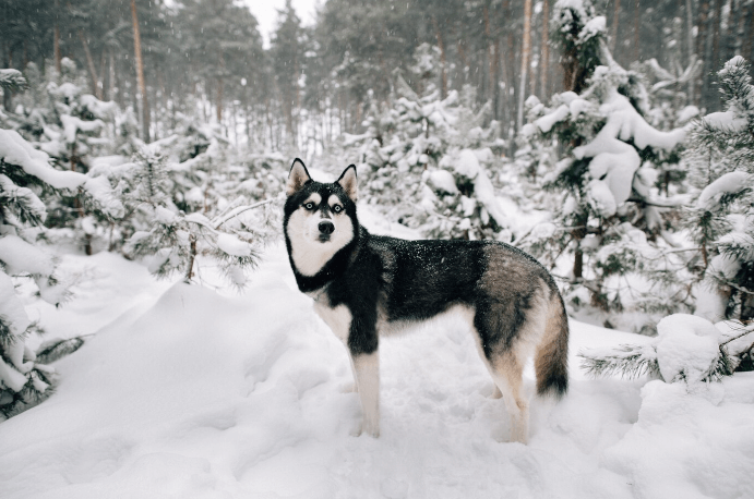 Black Husky Dog