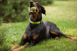 Blue Doberman Pinscher