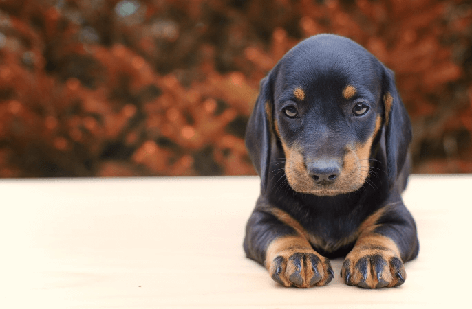 Brindle Dachshund