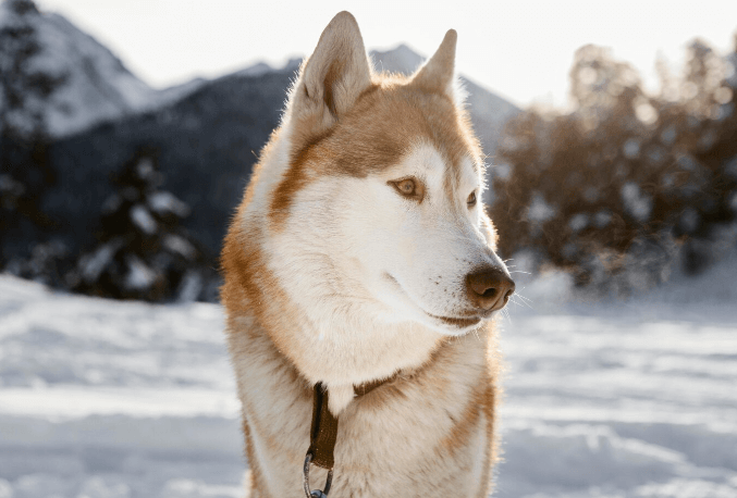 Brown Siberian Huskies 