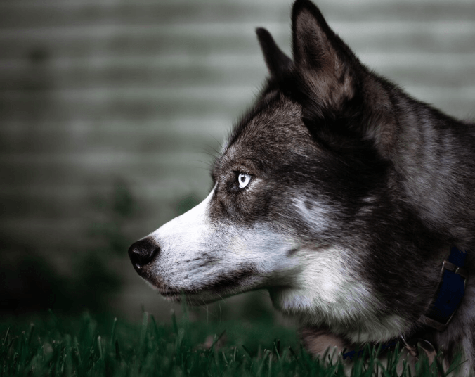 Brown Husky