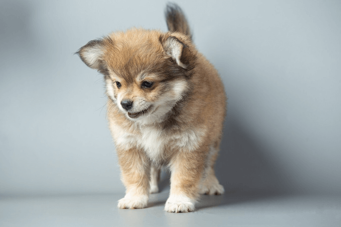 Brown Husky Puppy