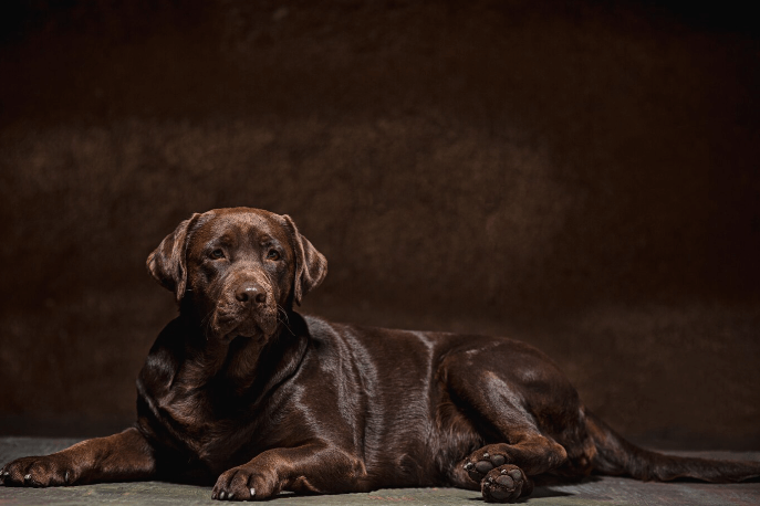 Brown Lab Dog