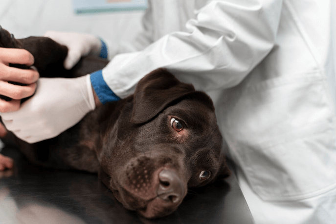 Brown Lab Puppies Chocolate Labs