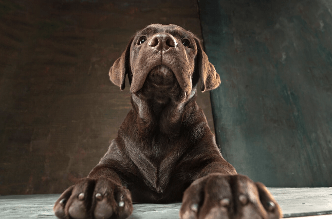 Brown Lab Puppy