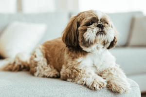 Brown Shih Tzu