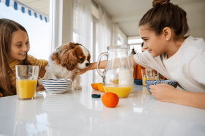 Can Dogs Eat Mandarin Oranges